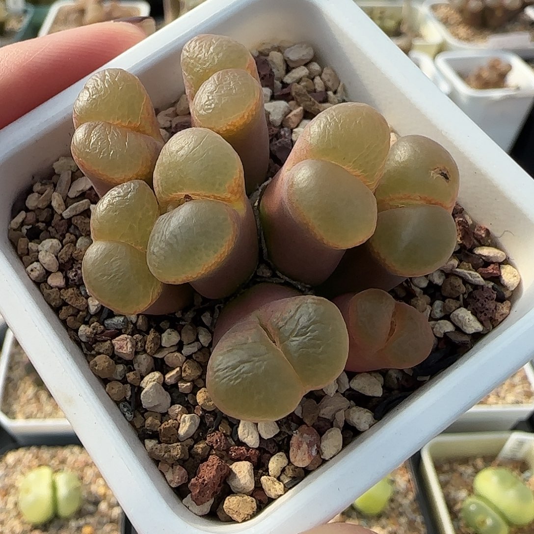 多肉植物母本优惠175号