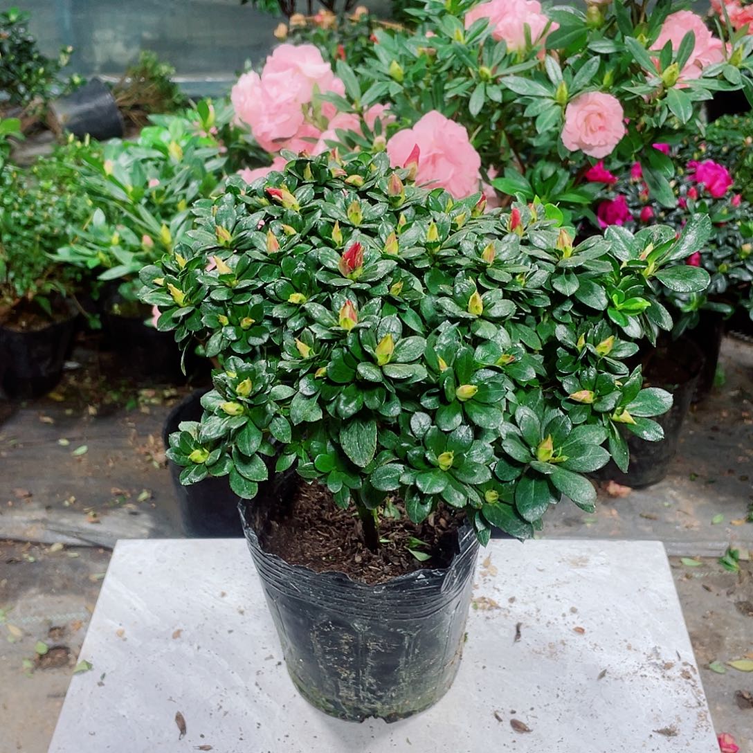 風***車完全开放红百合杜鹃