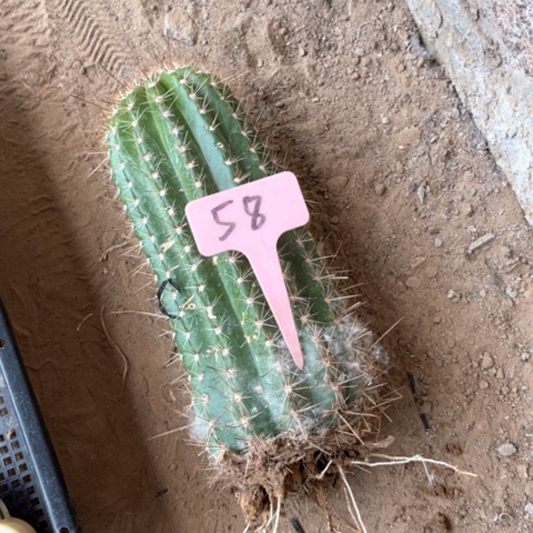 阿*牛牛毛花柱微瑕58