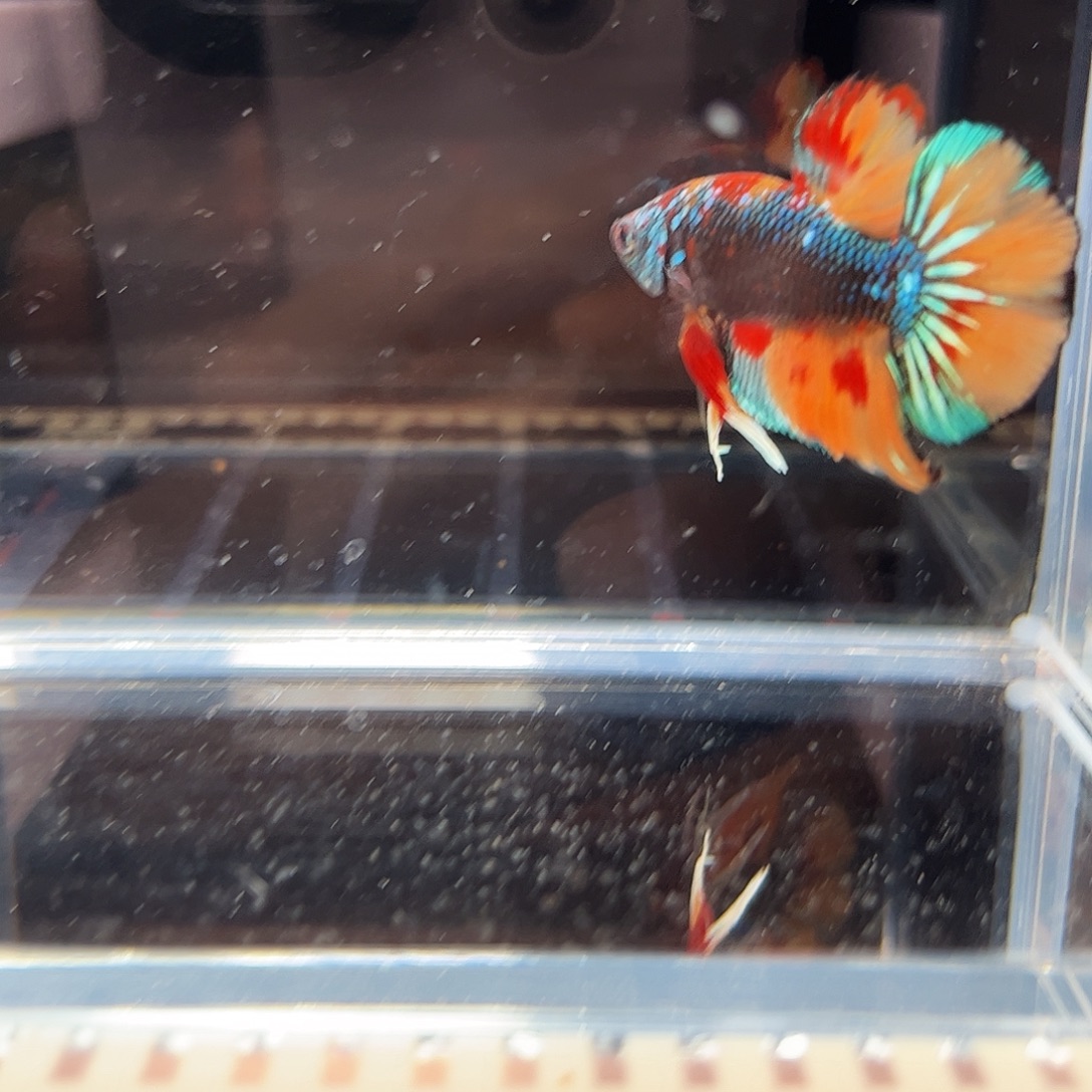 海水鱼宙斯斗鱼竞拍精品场12-10