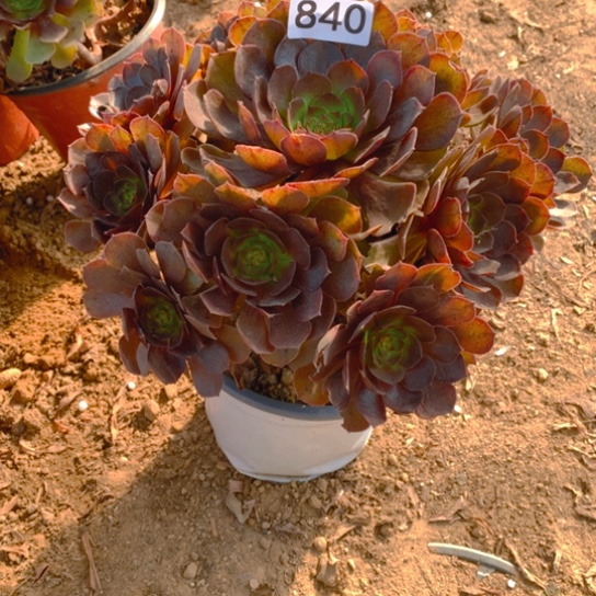 无花朵840多肉植物黑魔