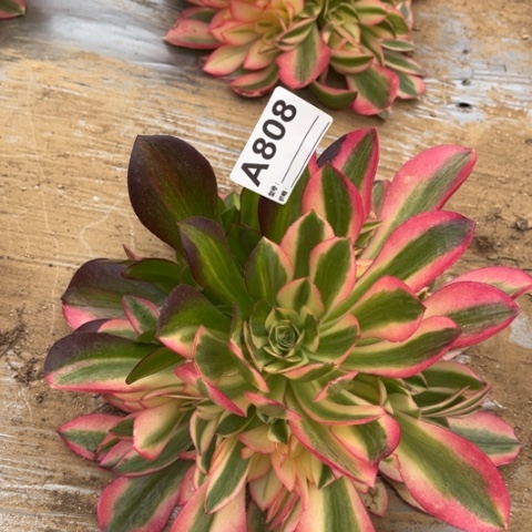 多肉植物粉女巫花脸