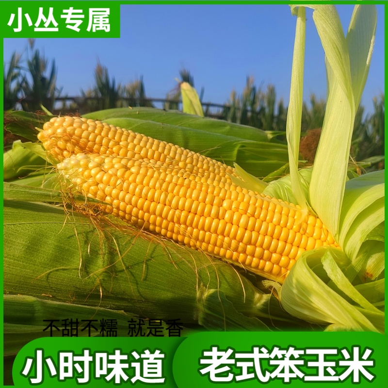 【小丛】农村笨玉米苞米棒子小时候的味道不是水果玉米笨玉米山东省