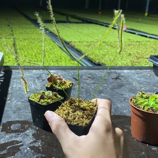 完全开放叉叶下播福利