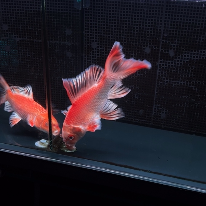 海水鱼普*哈哈哈哈哈哈哈哈