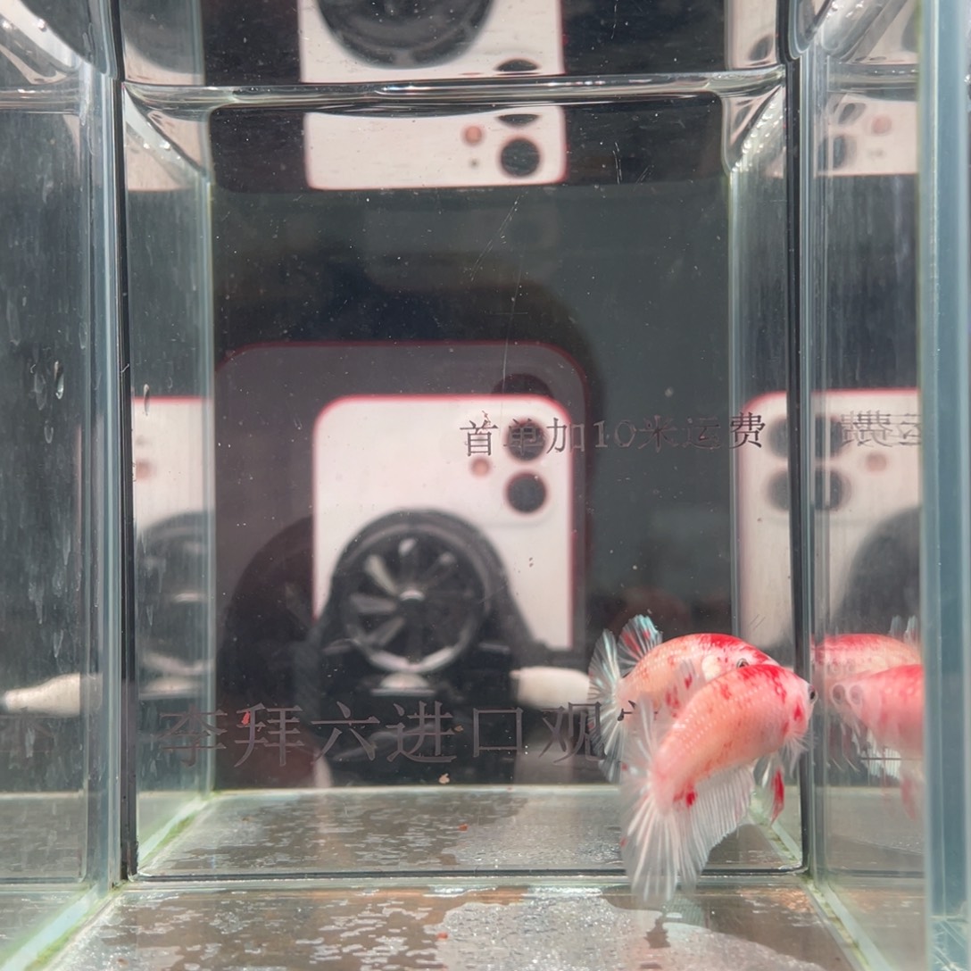 斗鱼印尼精品斗鱼117