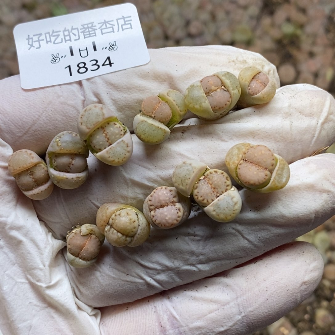 维**薇1834。零下拍保温.18包邮.当天凑哦