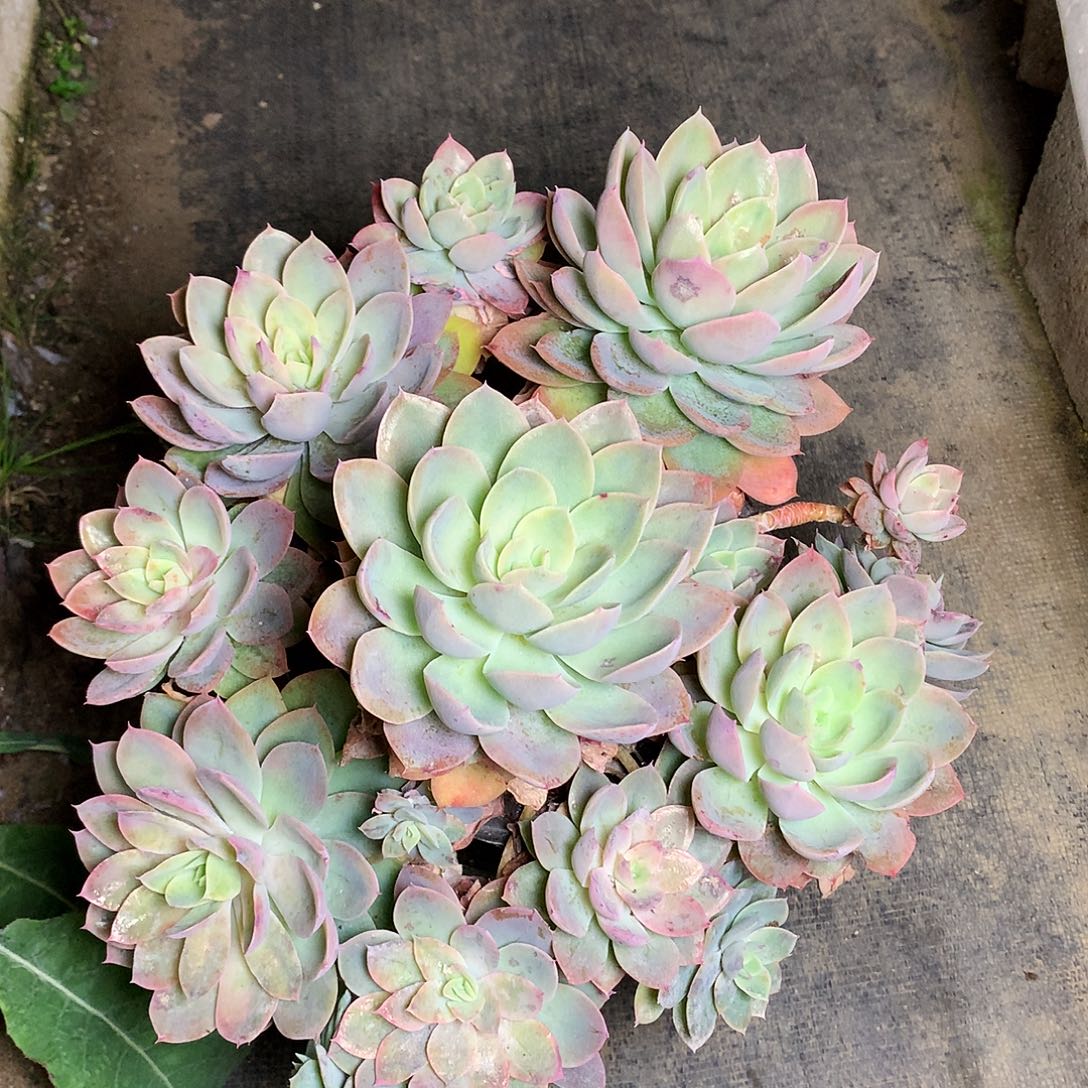 丝绸面纱一物一拍