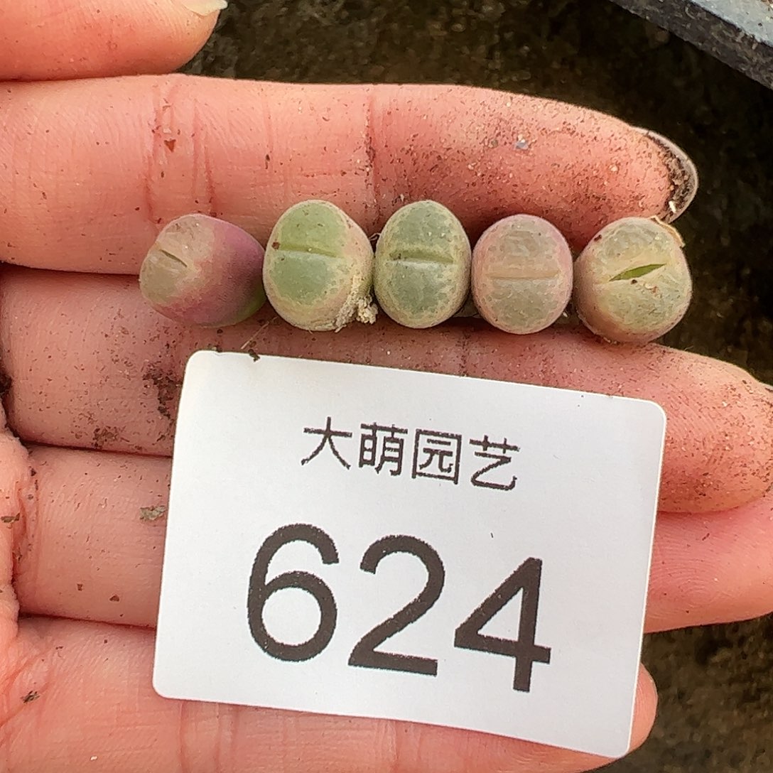 量拍以下1颗正版静香风铃。 624