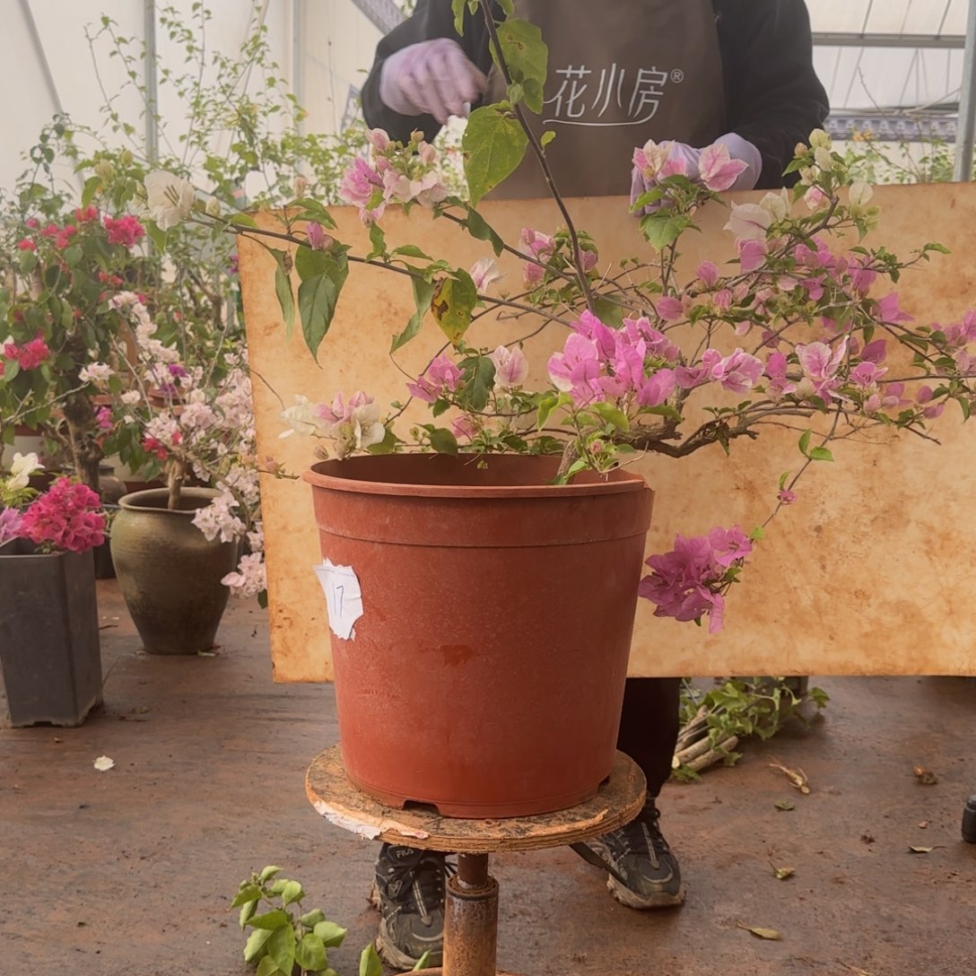 大部分开放少量花苞广红樱17脱