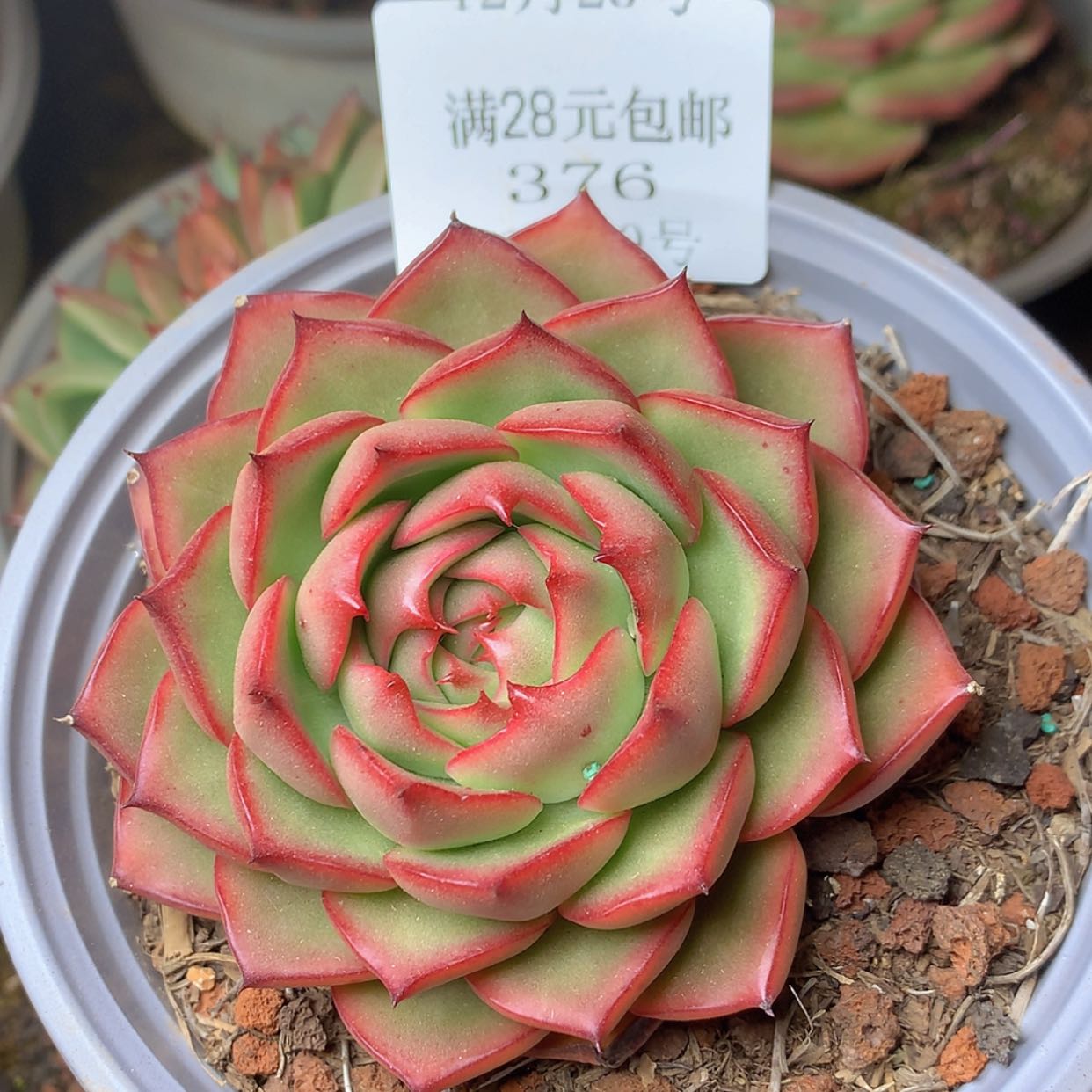 【闪购商品】云376