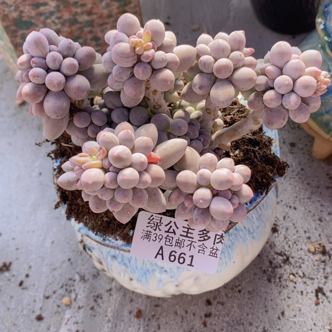 香水手指奶11cm661多肉植物