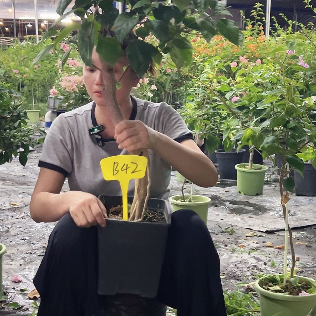 再***首大部分开放少量花苞B42红樱