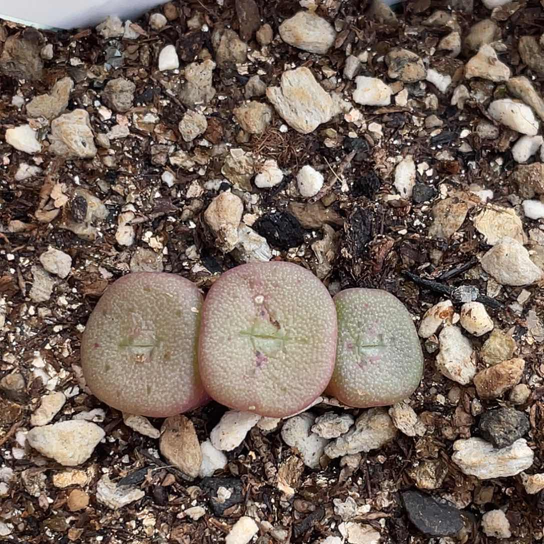 18-2方碗多肉植物