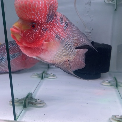 罗汉鱼鸿运罗汉一条aa