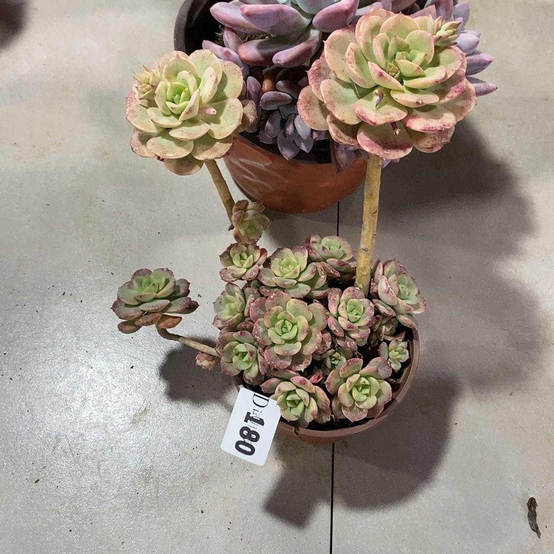 ?***g180尼克沙娜多肉