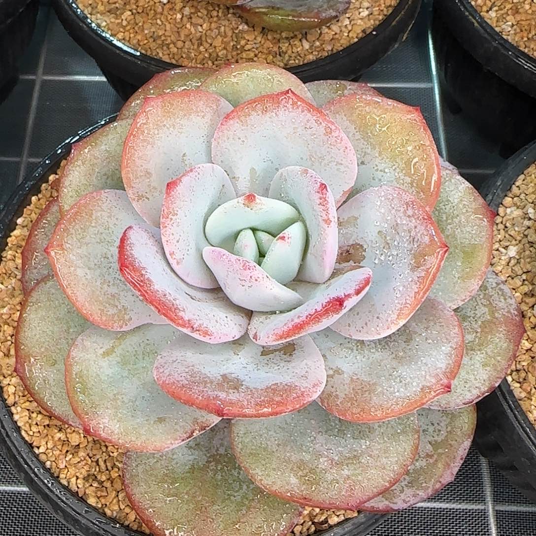 从前慢花园精选大奶茶