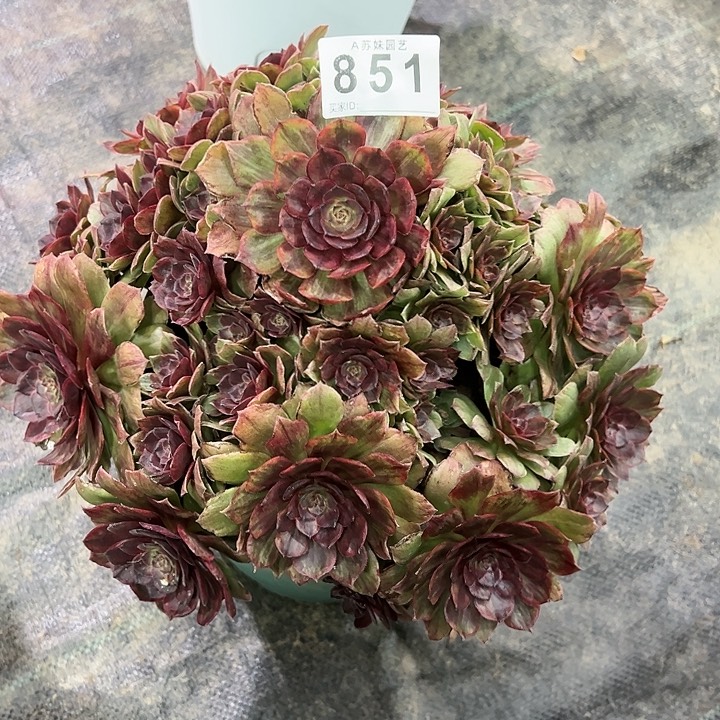 851红丝绒多肉植物
