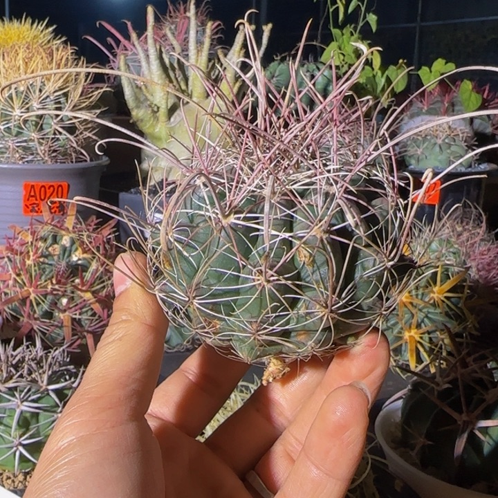 狂刺大虹开播大福利