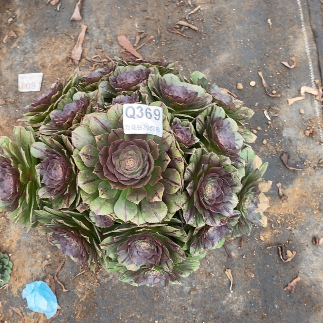 369万拉丝多肉植物