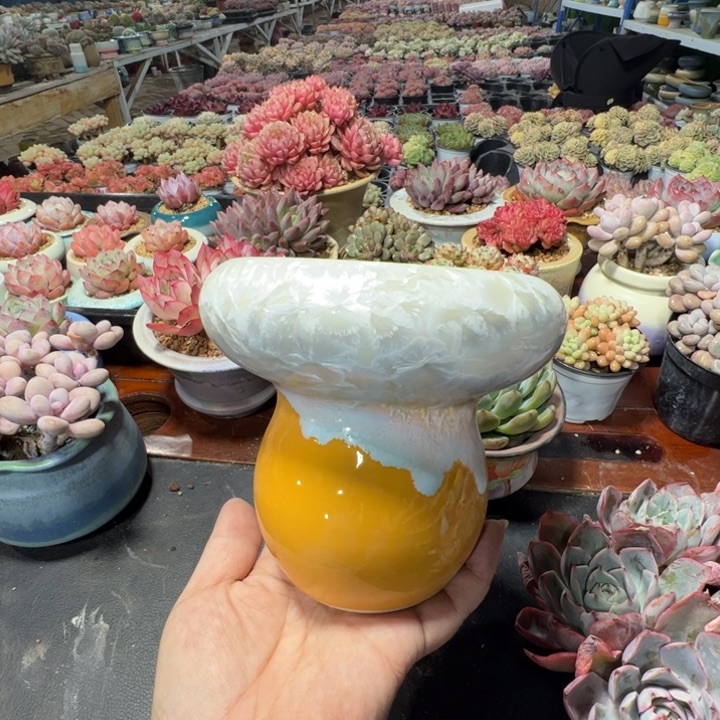 特价花盆满50发货内口10