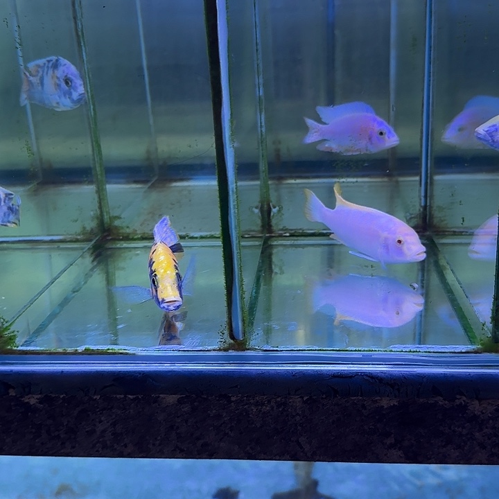 m***y海水鱼157➕159号1111111