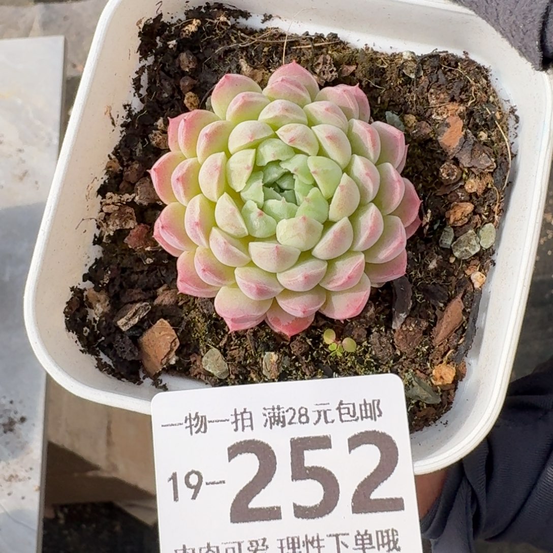 羊脂球无盆土发货无盆土发货