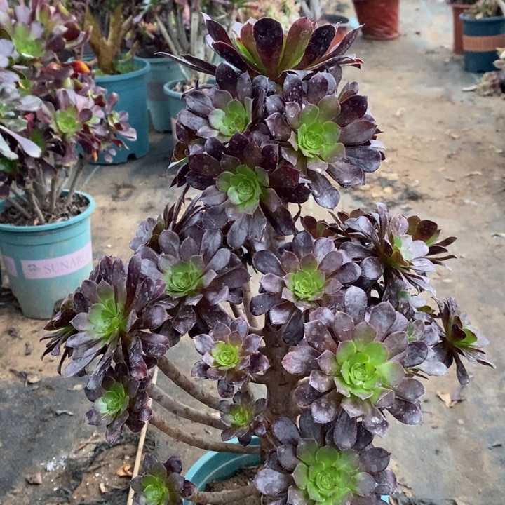 黑桐多肉植物16。 