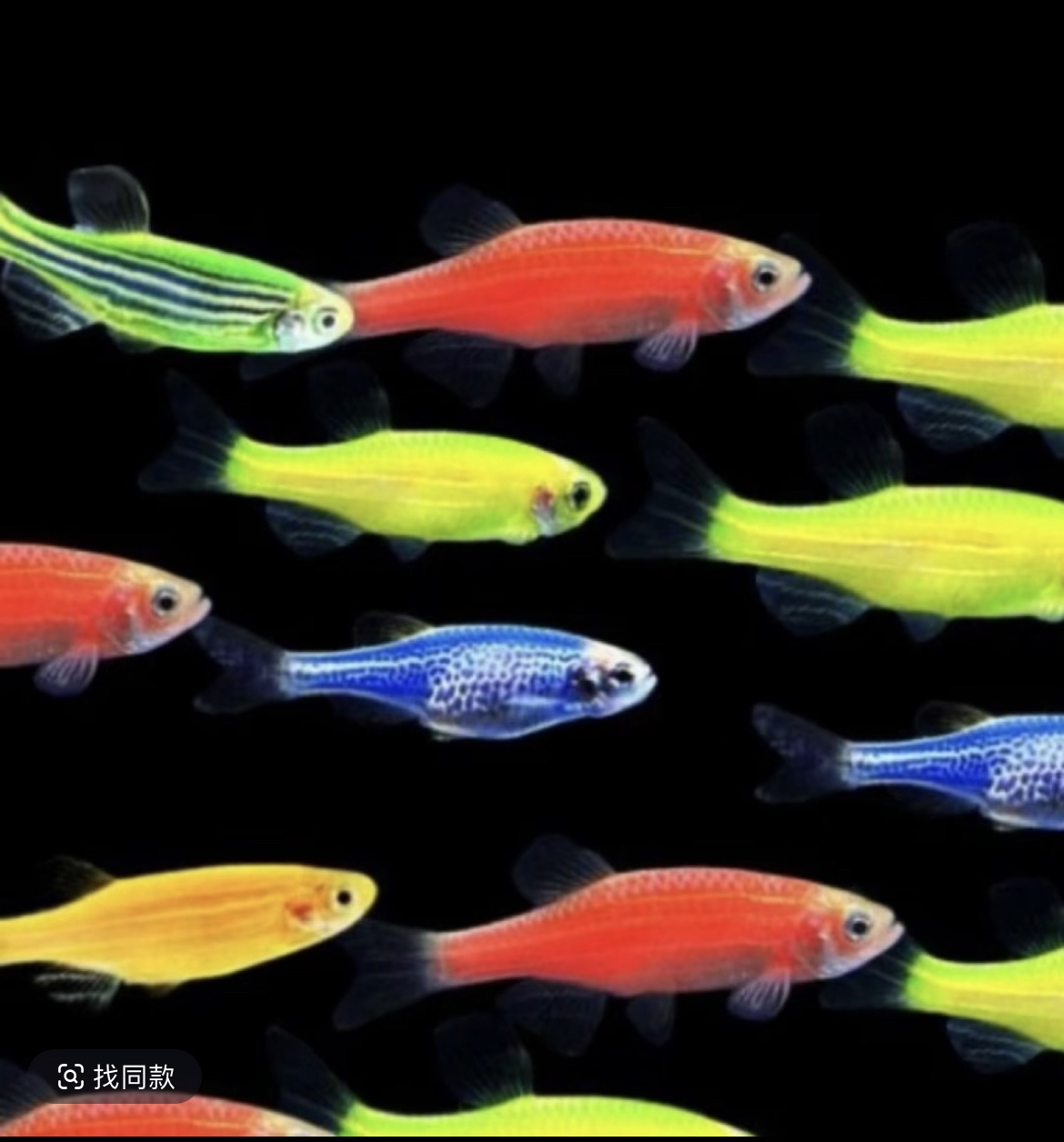 小型热带鱼群游炫彩糖果斑马鱼组合套餐（入缸后不包损）2cm左右