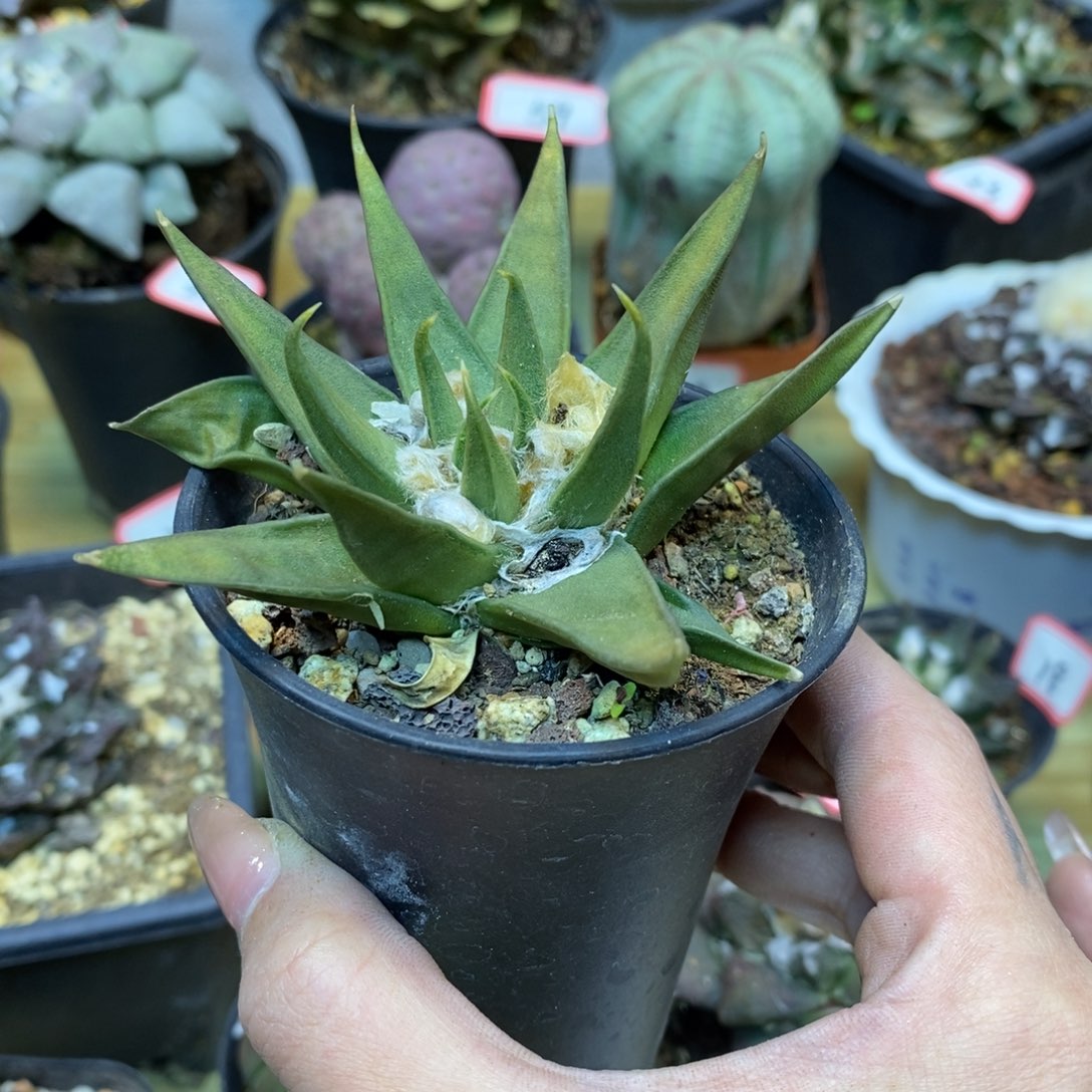      70号 实生龙牙叶展9公分