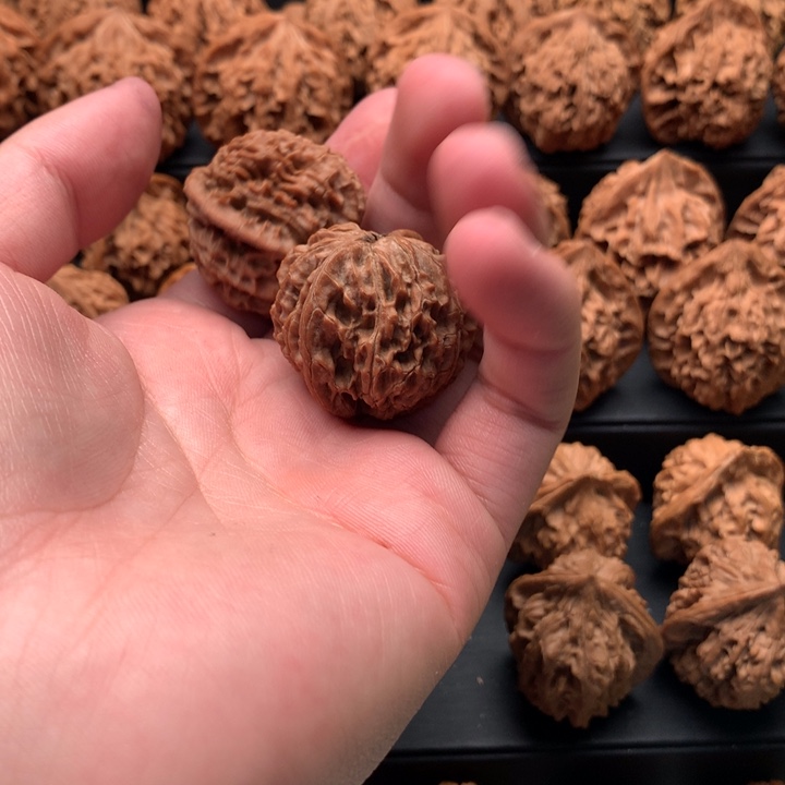 其他核桃起*～秦岭山脉和