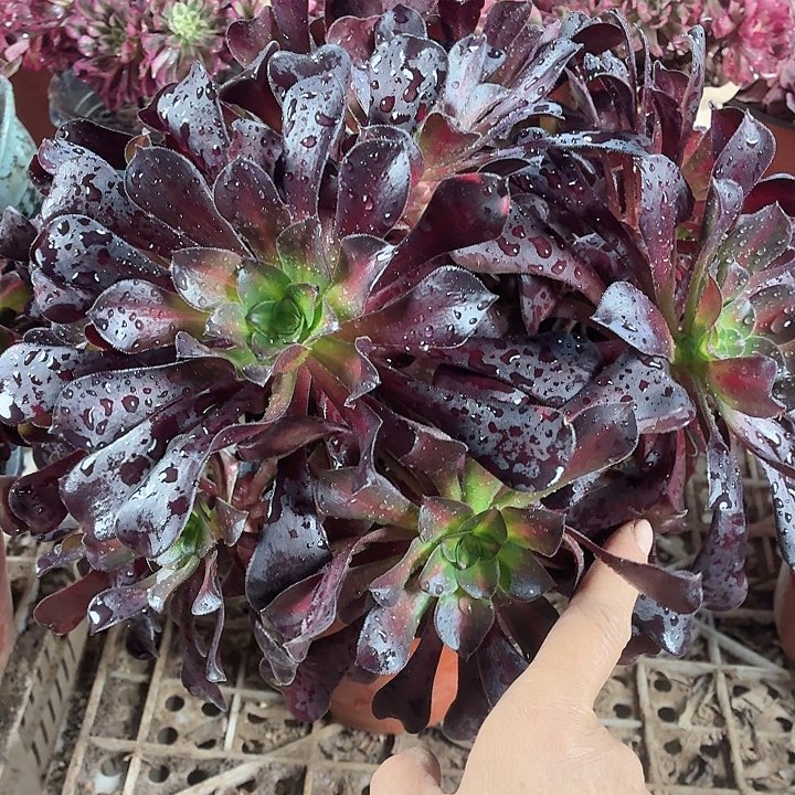 大颗花纳4棚一颗脱土