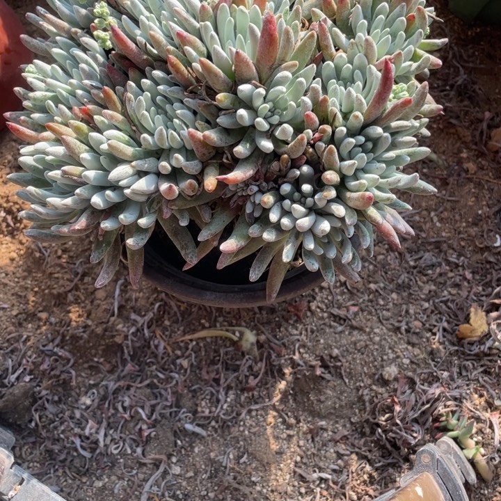 514号雪花多肉植物