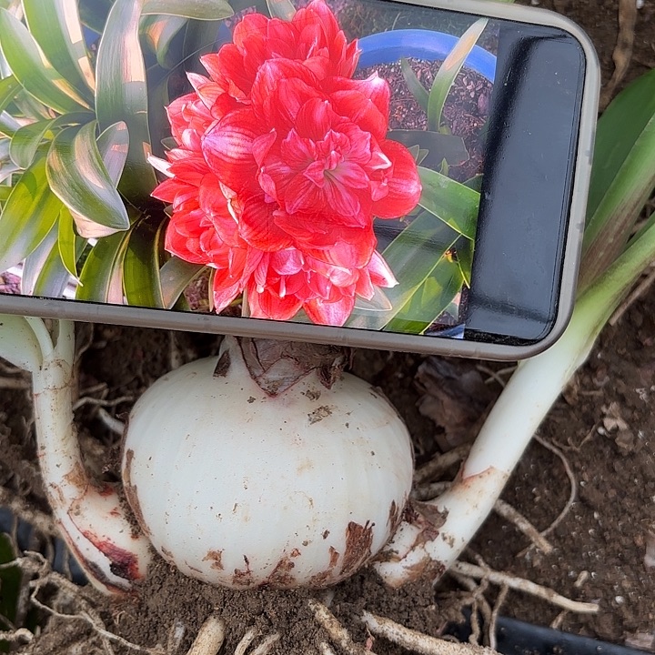 无花朵双重闪耀包对版7➕带测