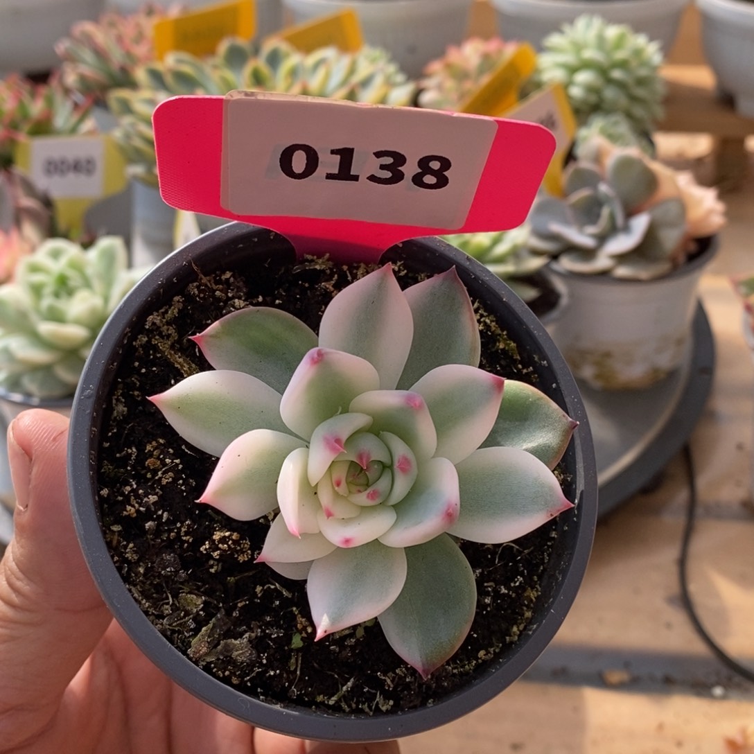 0138吉娃娃哈哈哈哈