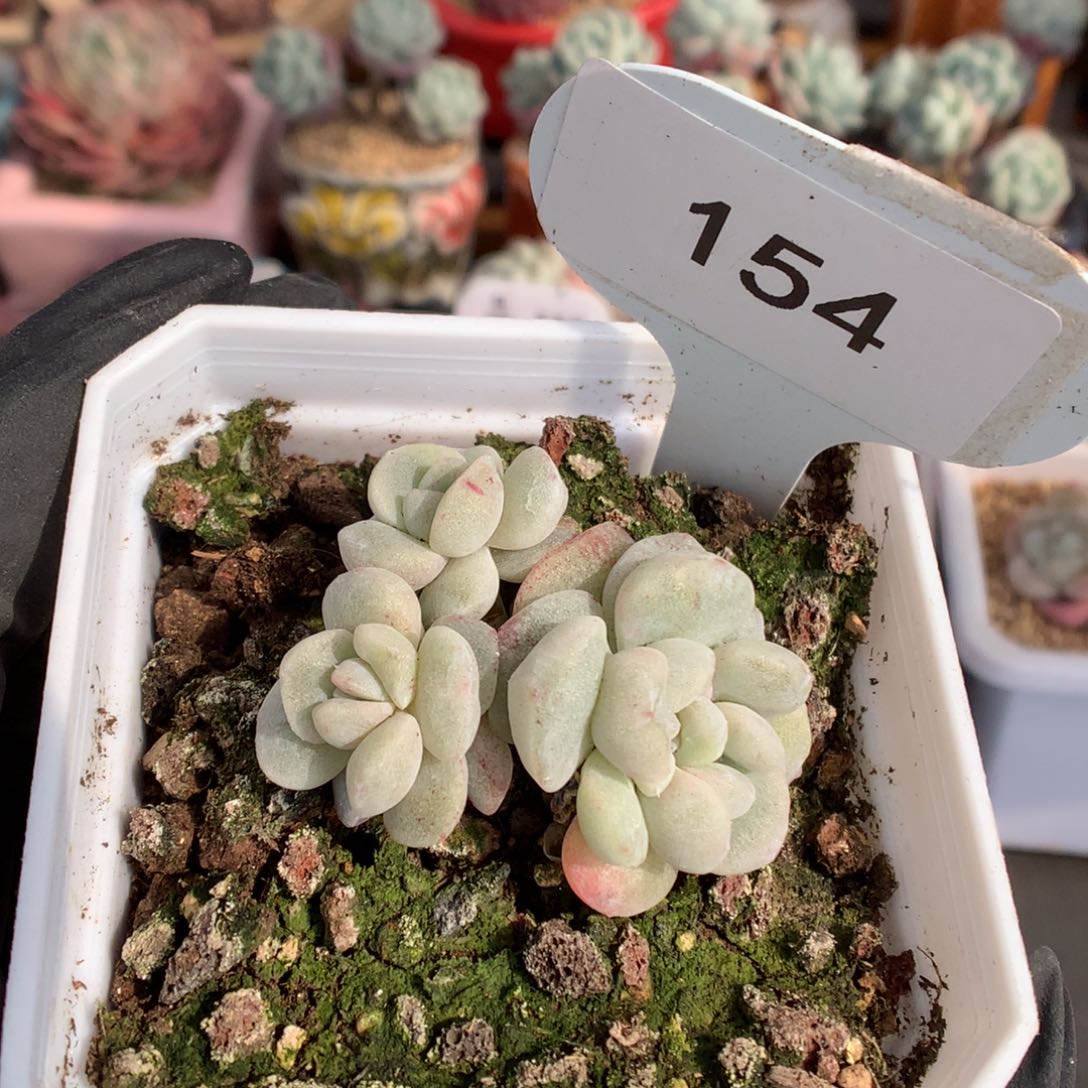 黑***妮154 冰玉石化多肉