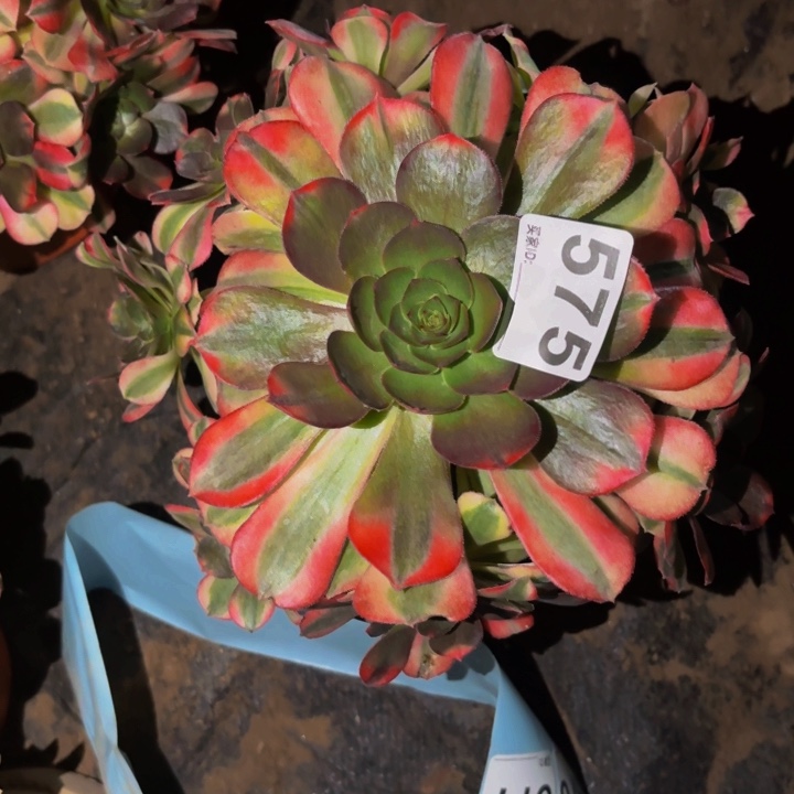 575雨荷多肉植物不售后