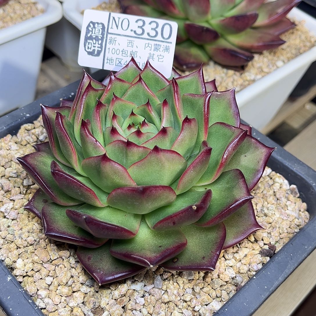 330………………………………原始种