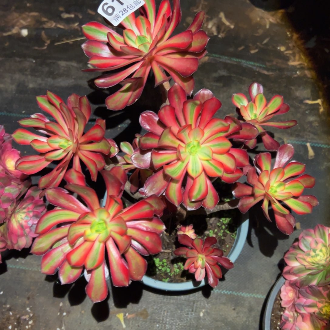 多肉植物614无毒拉丝有干伤