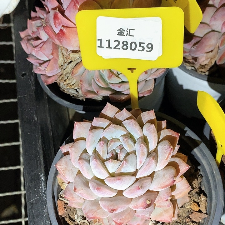 福利多多，1128059