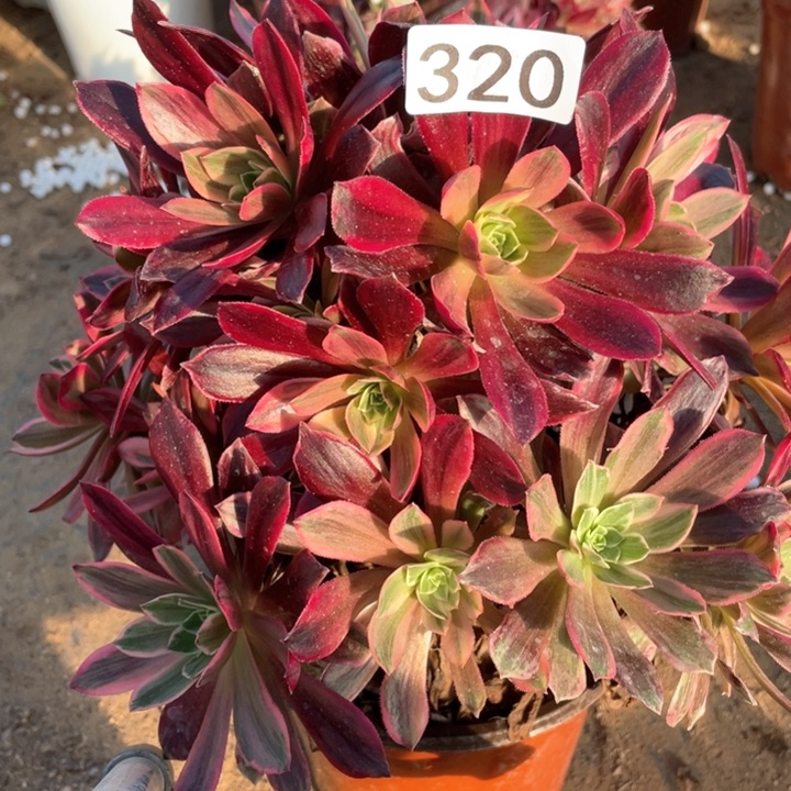 320多肉植物白婚纱