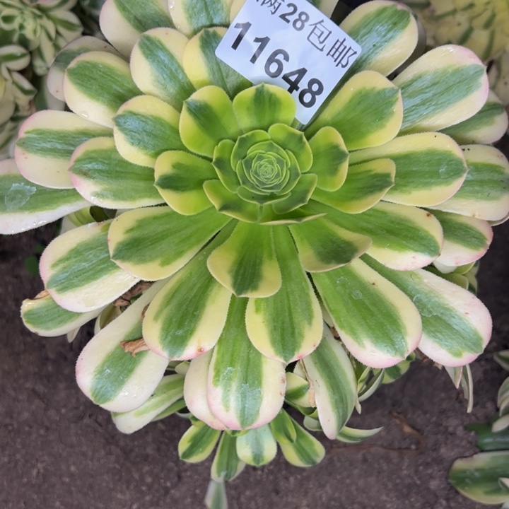 11648南金沙多肉植物