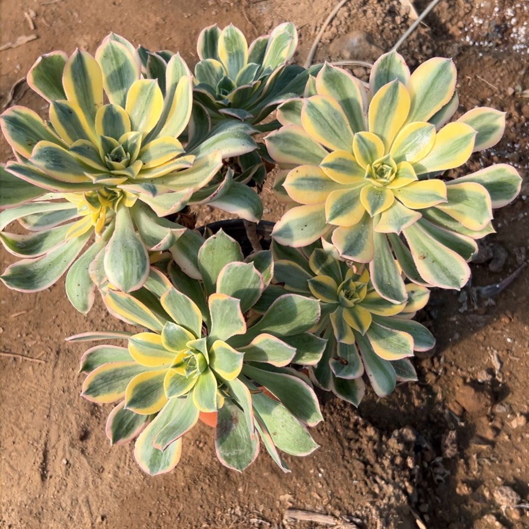 灿烂恶婆婆亩植物在中央音乐学院