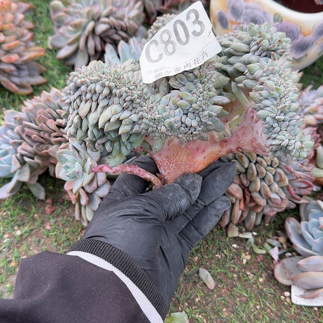 星影缀化呀呀呀呀