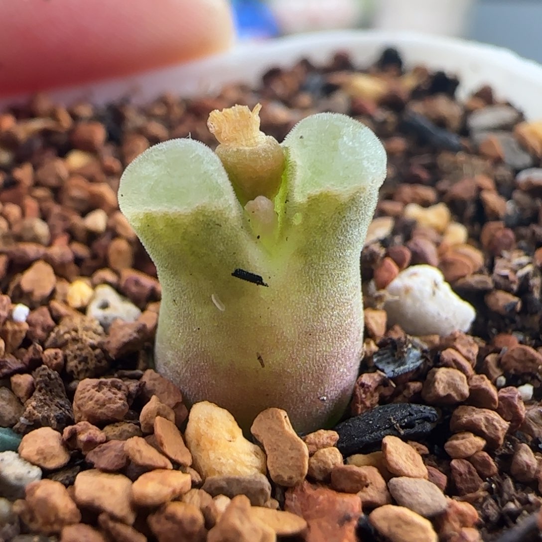 0908/骚粉佛肚/////