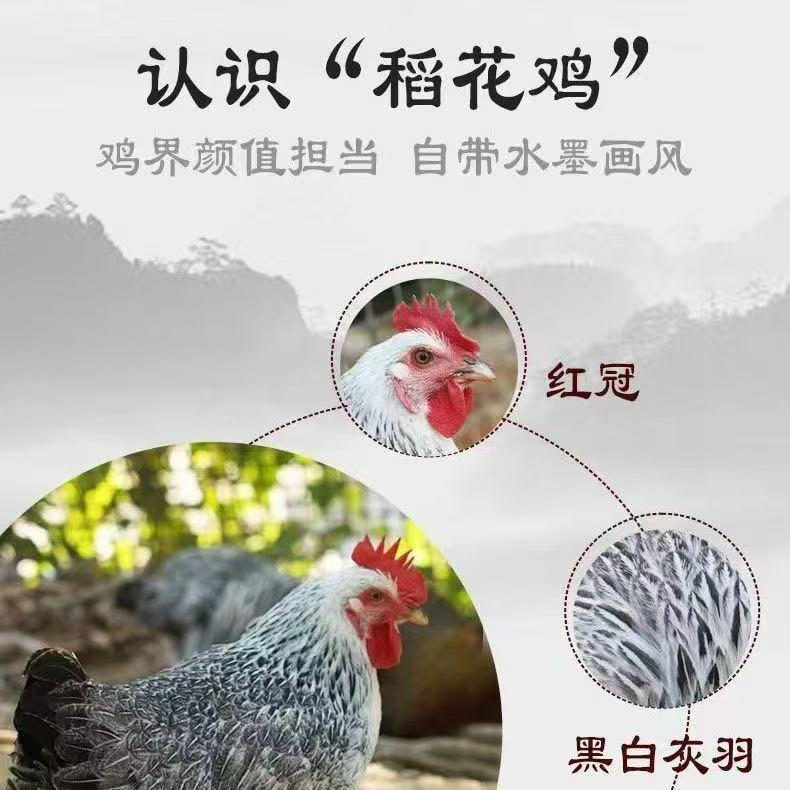 半斤左右白芦花鸡脱温宠物鸡散养稻花鸡包邮发货