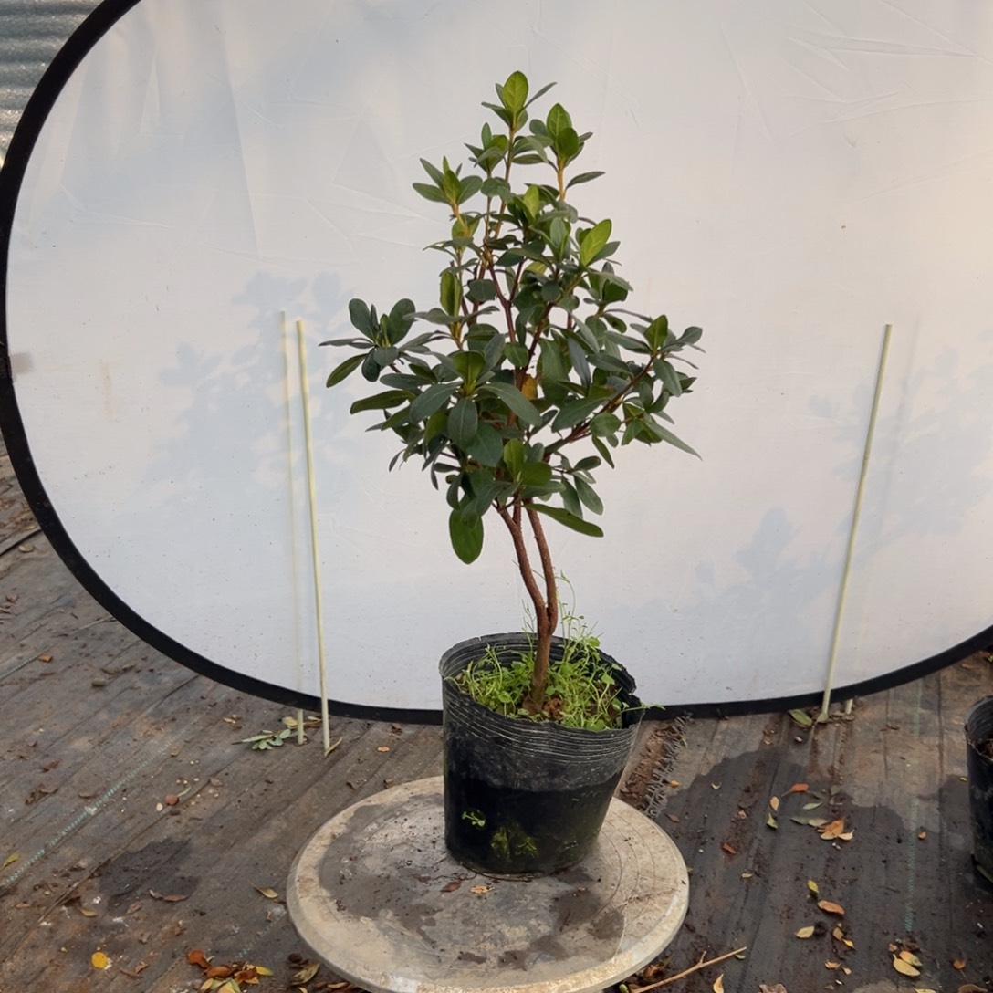 *****完全开放九重粉杜鹃