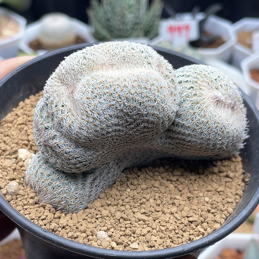 大型月世界缀化仙人球