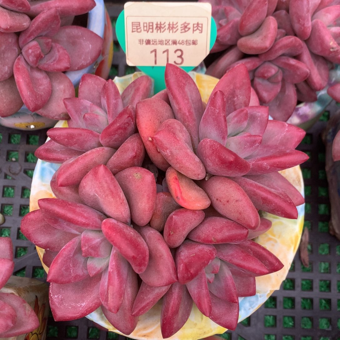 赫菲斯托群生母本113