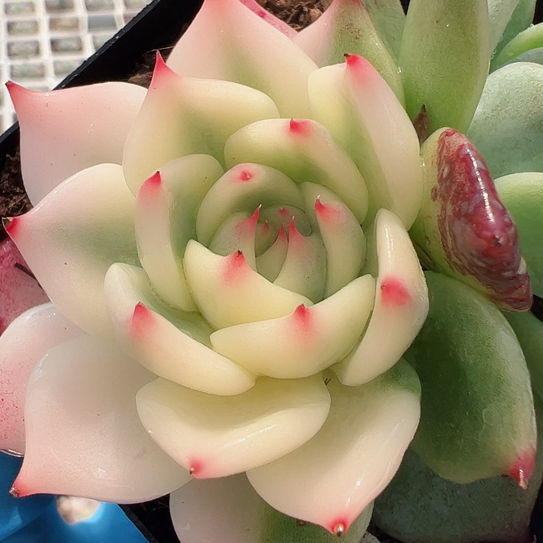 吉娃娃锦，宽覆轮锦